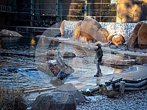 Zookeeper feeding african fur seals in the zoo.